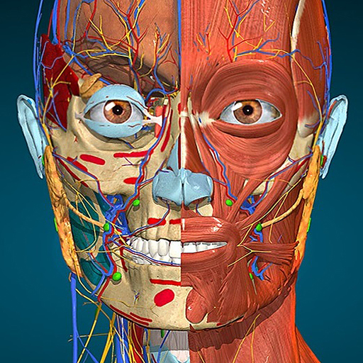 3D анатомия - Anatomy Learning Mod